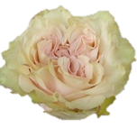 Country Secret Roses d'Equateur Ethiflora